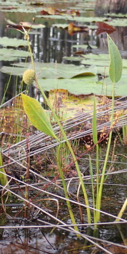 Image of Sagittaria engelmanniana by (c) mfeaver, some rights reserved (CC BY)