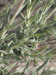 Lavandula stoechas