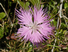 Dianthus