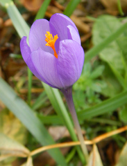 Crocus nudiflorus