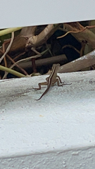 Anolis sagrei