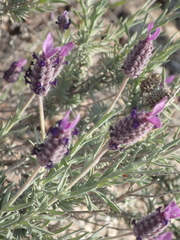 Lavandula stoechas