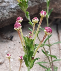 Zaluzianskya maritima