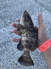 Mycteroperca microlepis