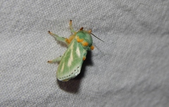 Coenobasis amoena