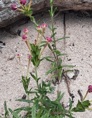 Zaluzianskya maritima