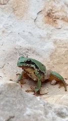 Hyla walkeri