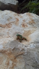 Hyla walkeri