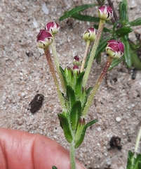 Zaluzianskya maritima