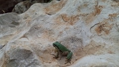 Hyla walkeri