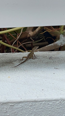 Anolis sagrei