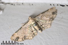 Chloroclystis sphragitis