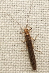 Gripopterygidae