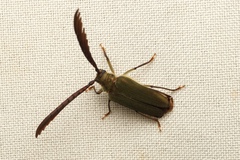 Rhipidocerus australasiae