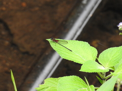 Hetaerina cruentata