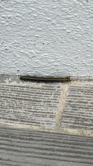 Anadenobolus monilicornis