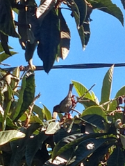 Passer domesticus domesticus