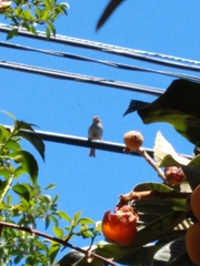 Passer domesticus domesticus