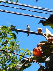 Passer domesticus domesticus