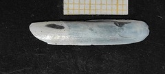 Phaxas pellucidus