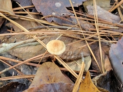 Baeospora