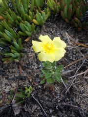 Crocanthemum brasiliense