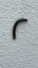 Anadenobolus monilicornis