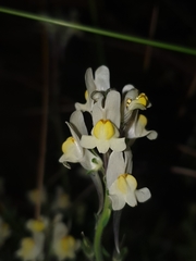 Linaria supina maritima