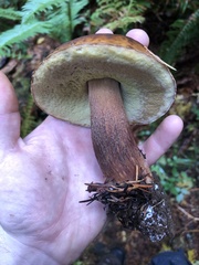 Boletus fibrillosus