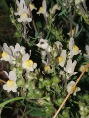 Linaria supina maritima
