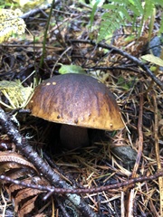 Boletus fibrillosus