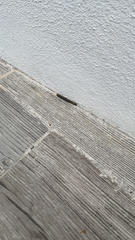 Anadenobolus monilicornis