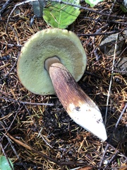 Boletus fibrillosus