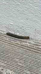 Anadenobolus monilicornis