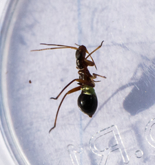 Closterocoris amoenus