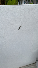 Anadenobolus monilicornis