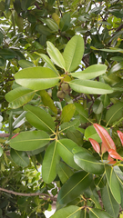 Calophyllum inophyllum