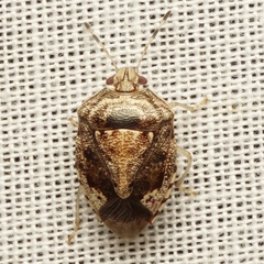 Menidini