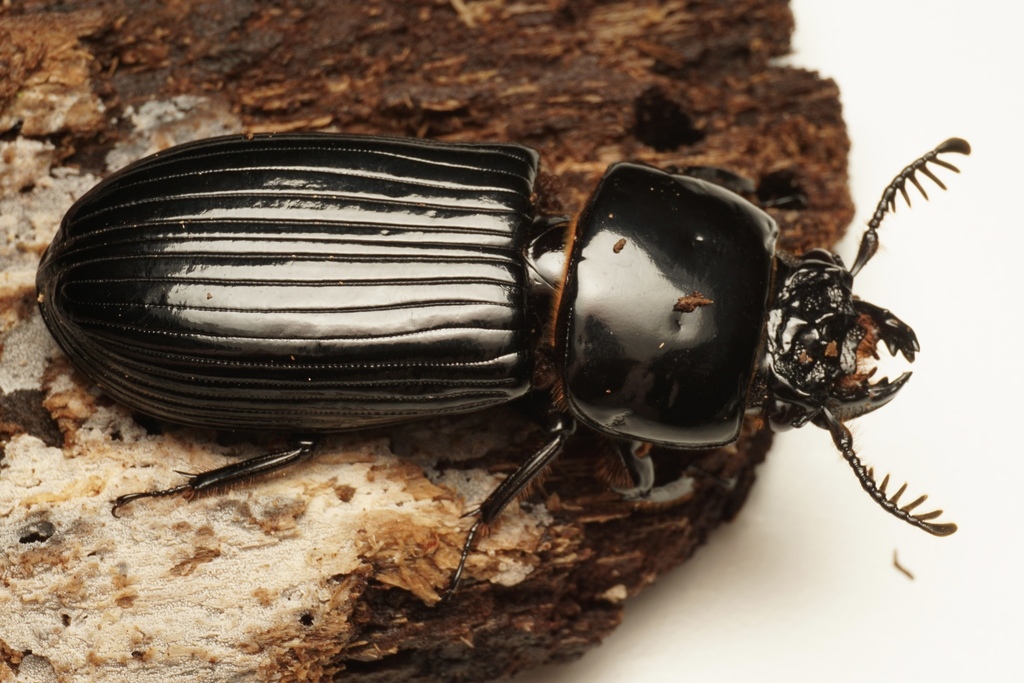 Mastachilus quaestionis