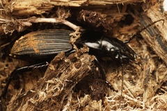 Trichosternus renardi