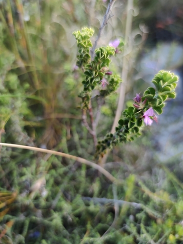 Image of Indigofera candolleana by (c) Seth Musker, some rights reserved (CC BY)