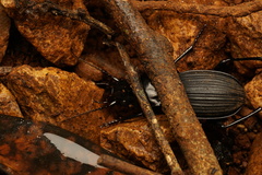 Trichosternus renardi