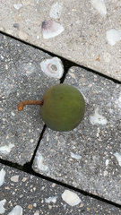 Calophyllum inophyllum