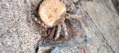 Araneus andrewsi