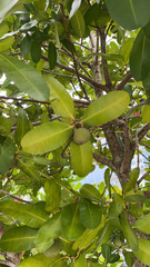 Calophyllum inophyllum