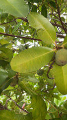 Calophyllum inophyllum