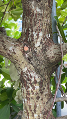 Calophyllum inophyllum