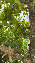 Calophyllum inophyllum