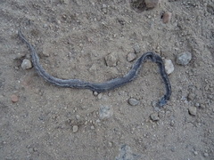 Macroprotodon brevis