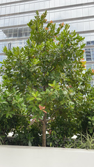 Calophyllum inophyllum